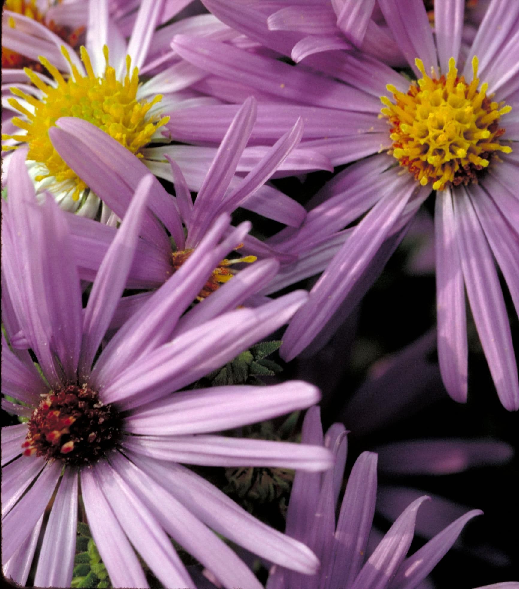 Aromatic Aster