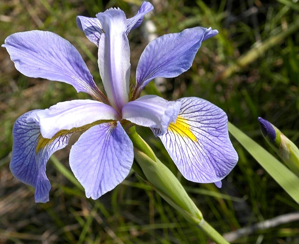 Blue Flag Iris
