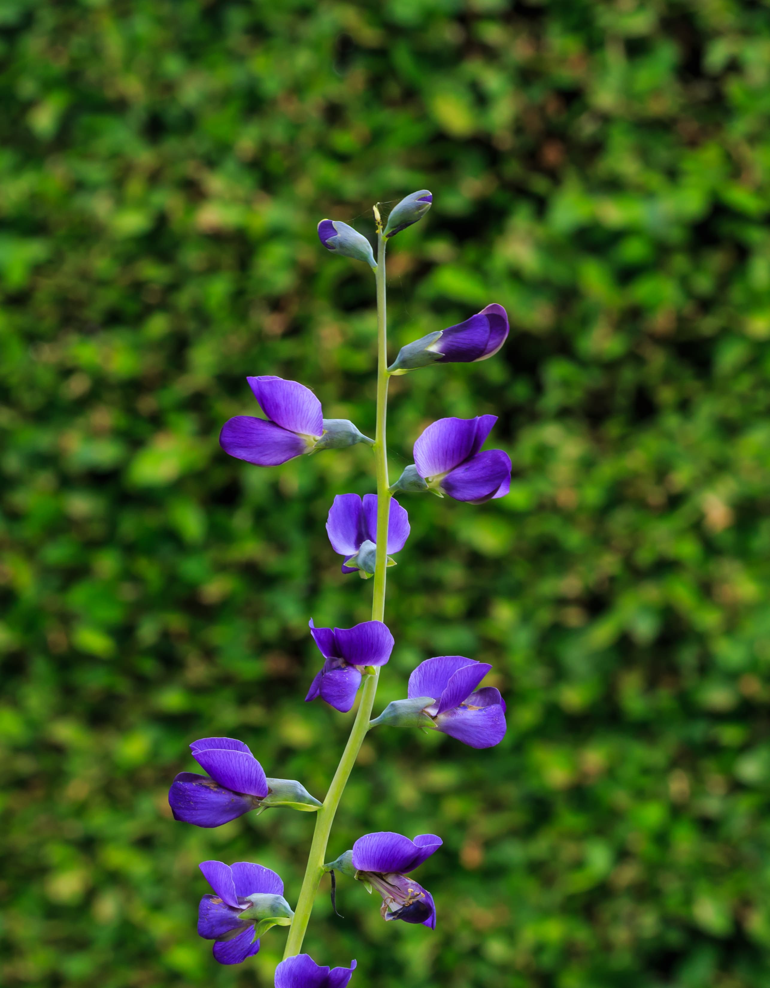 Blue Wild Indigo
