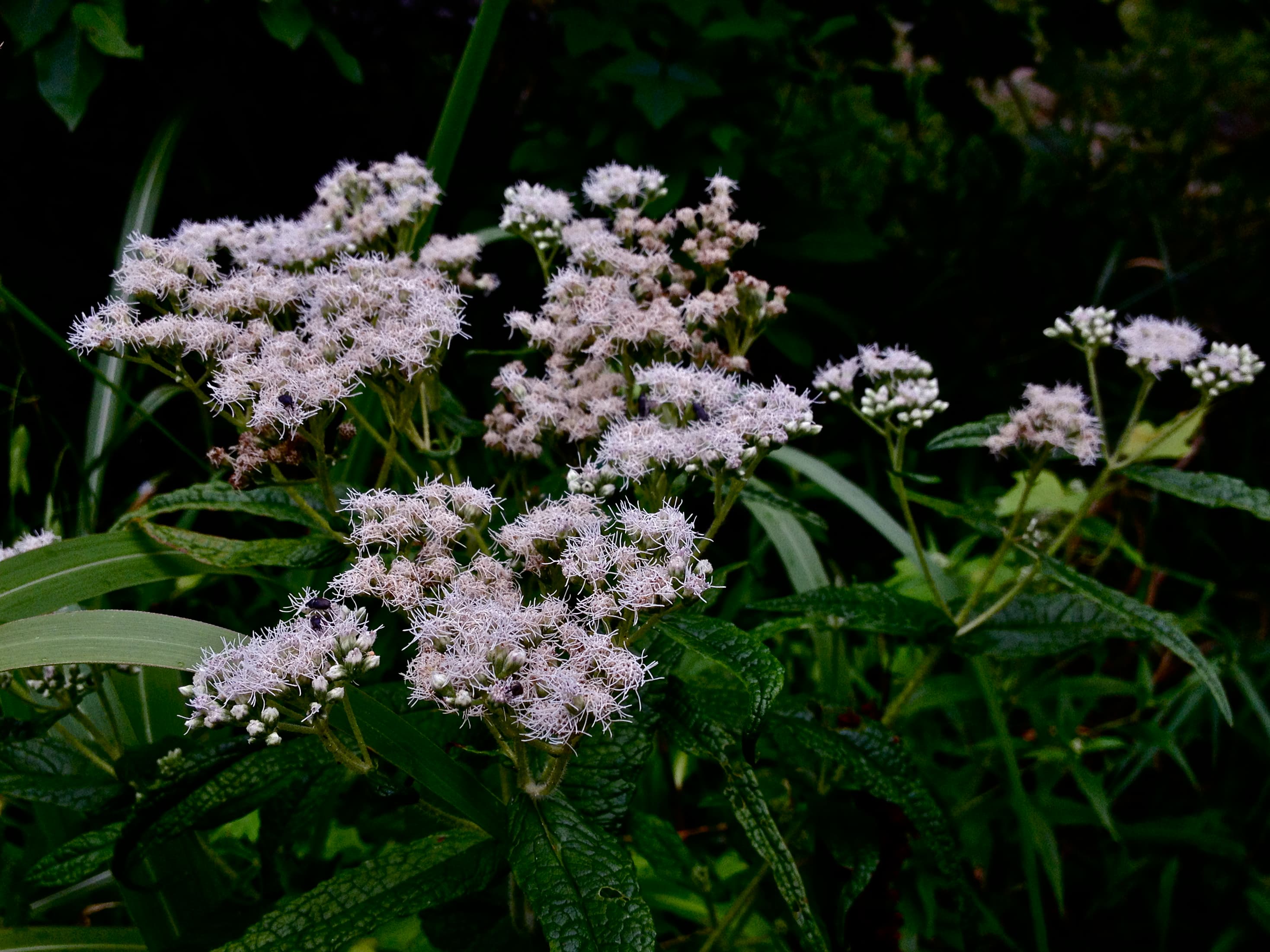 Common Boneset