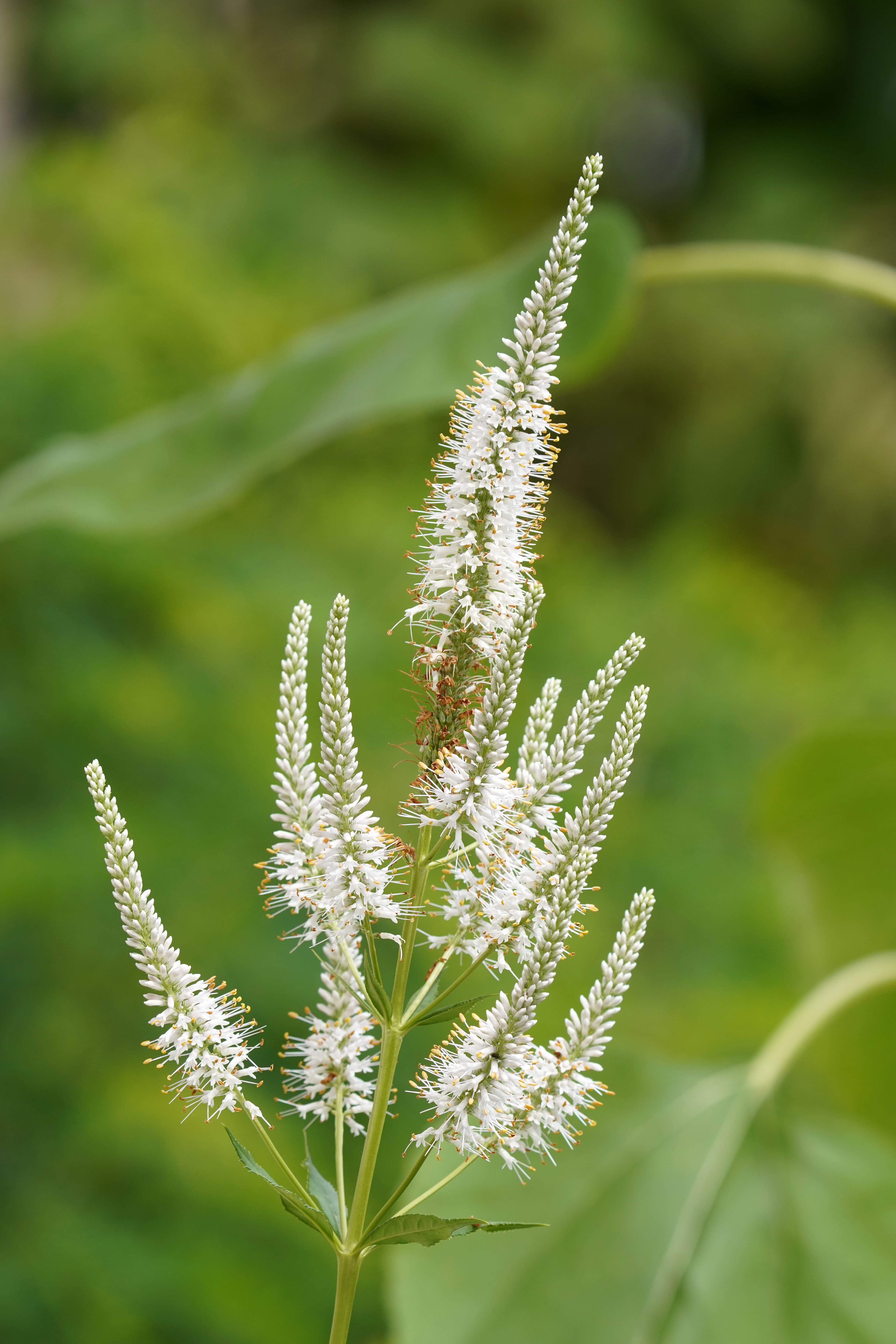 Culver's Root