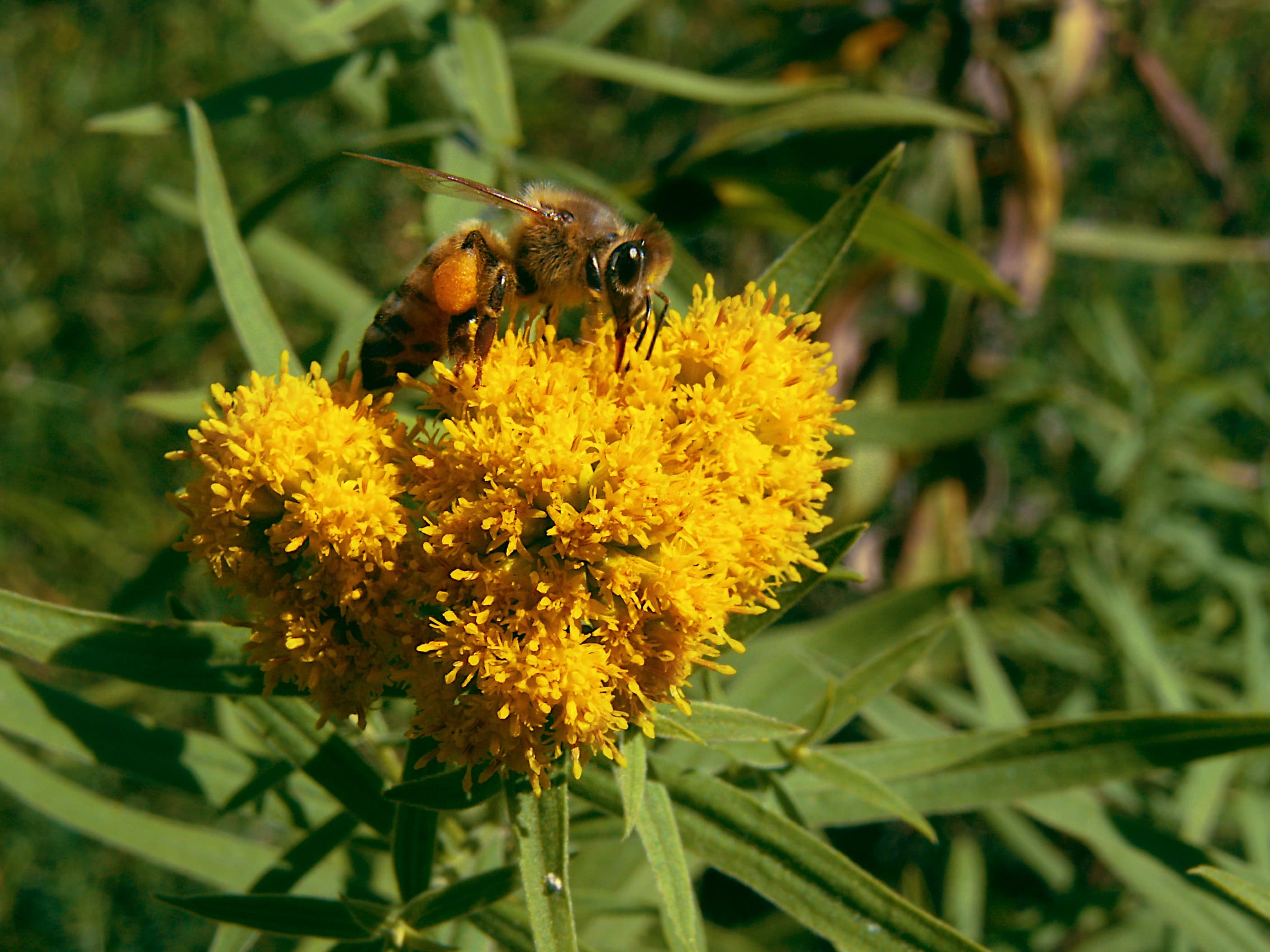 Grass-leaved Goldenrod