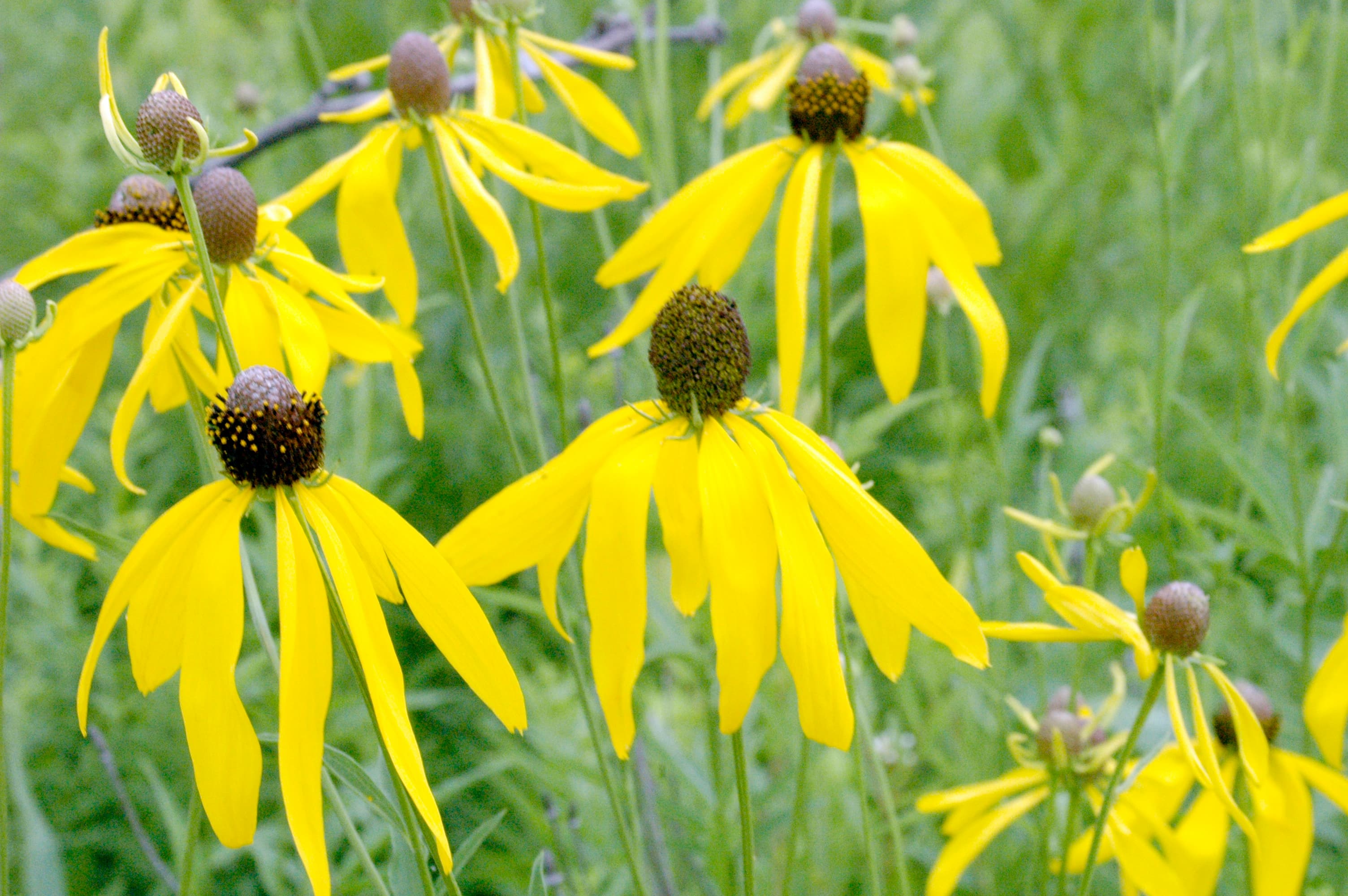Gray-headed Coneflower