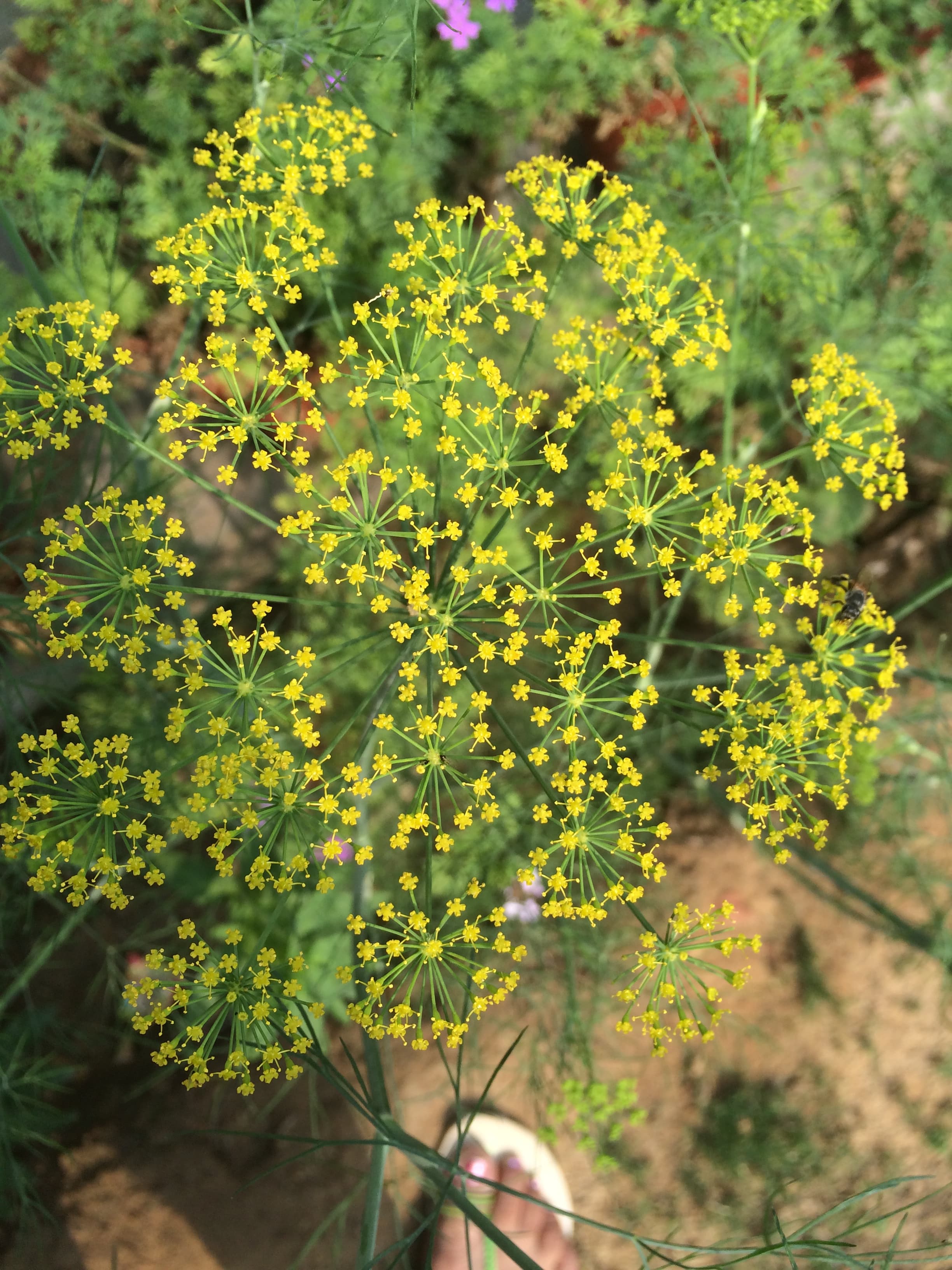 Heart-leaved Meadow Parsnip