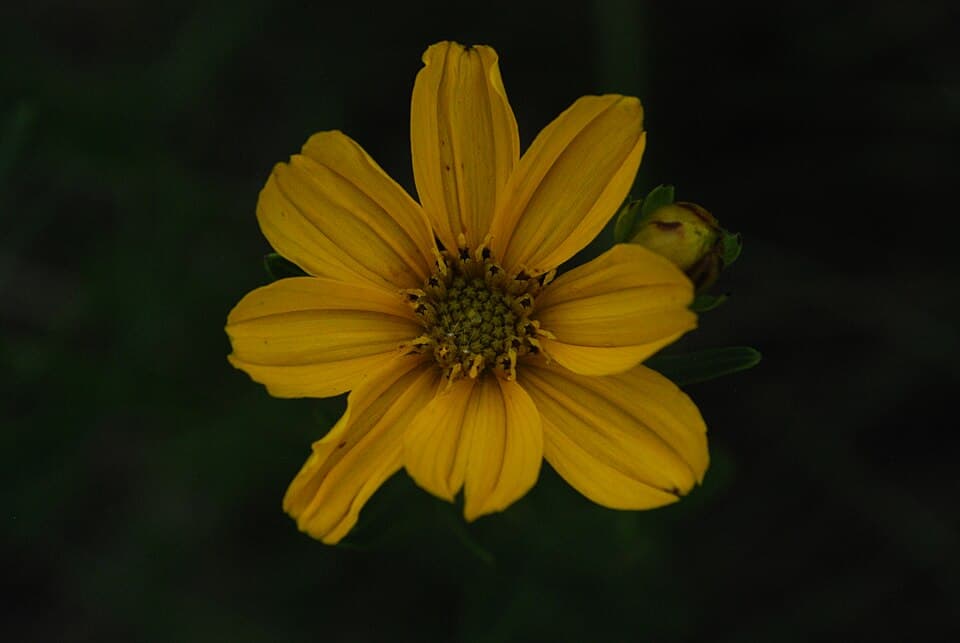 Prairie Coreopsis