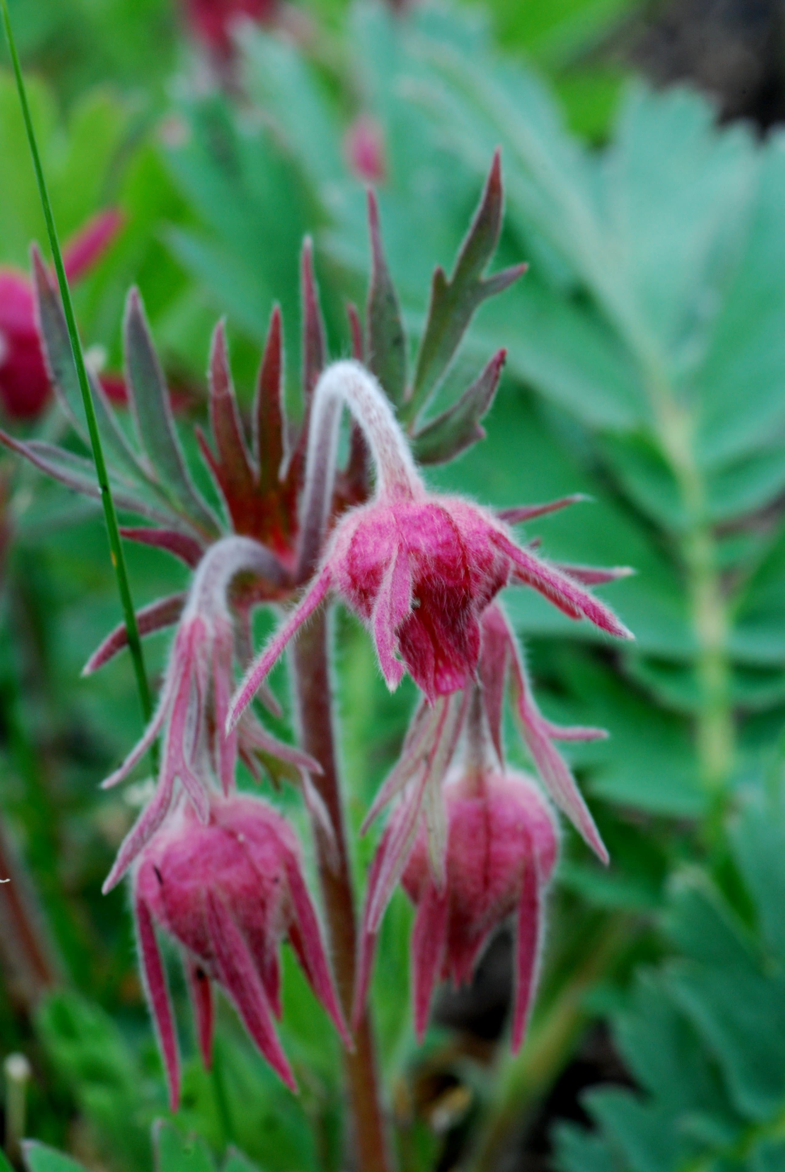 Prairie Smoke