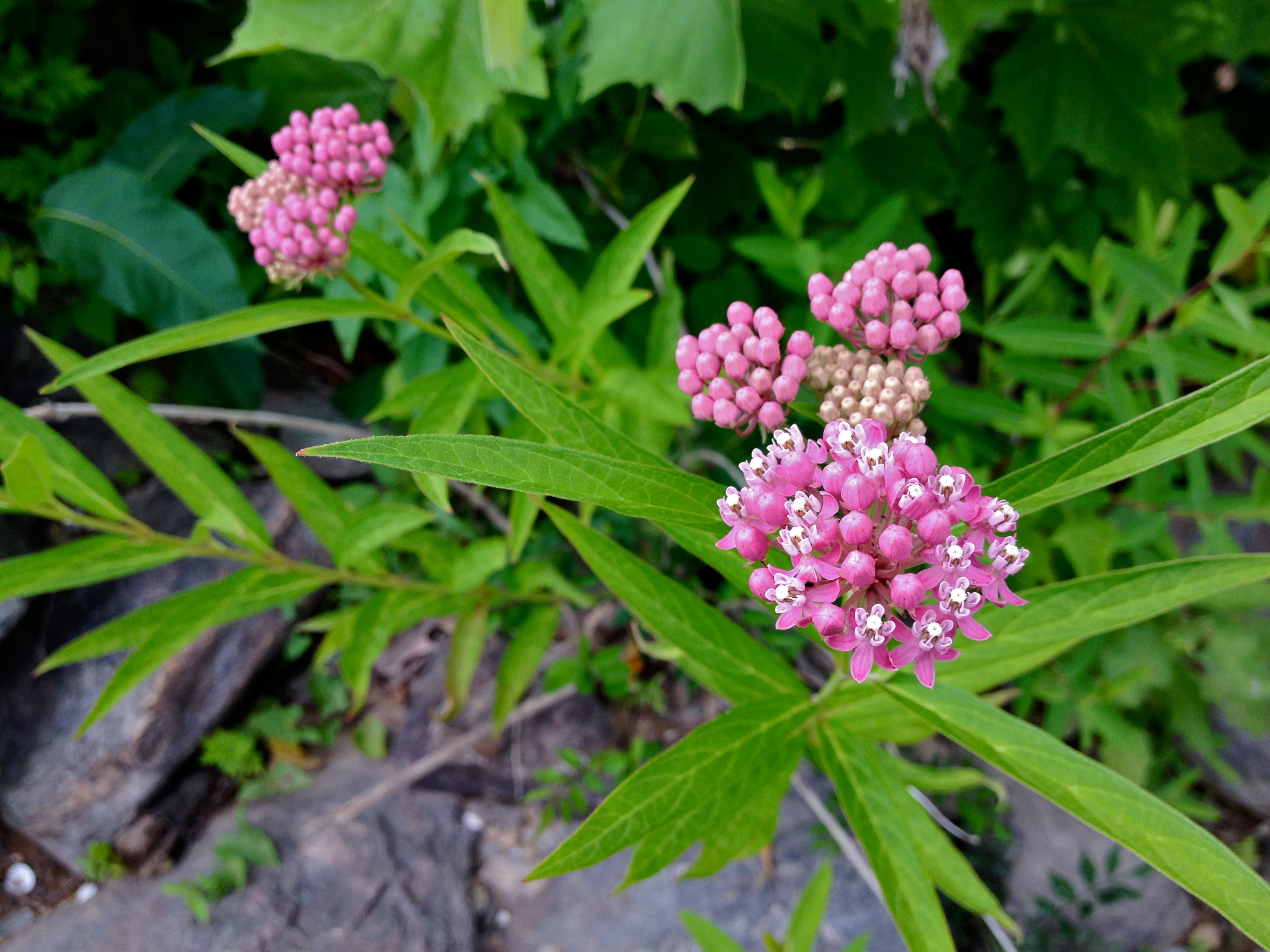 Rose Milkweed