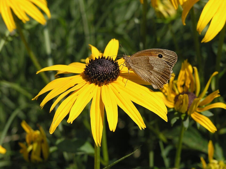 Showy Black-eyed Susan