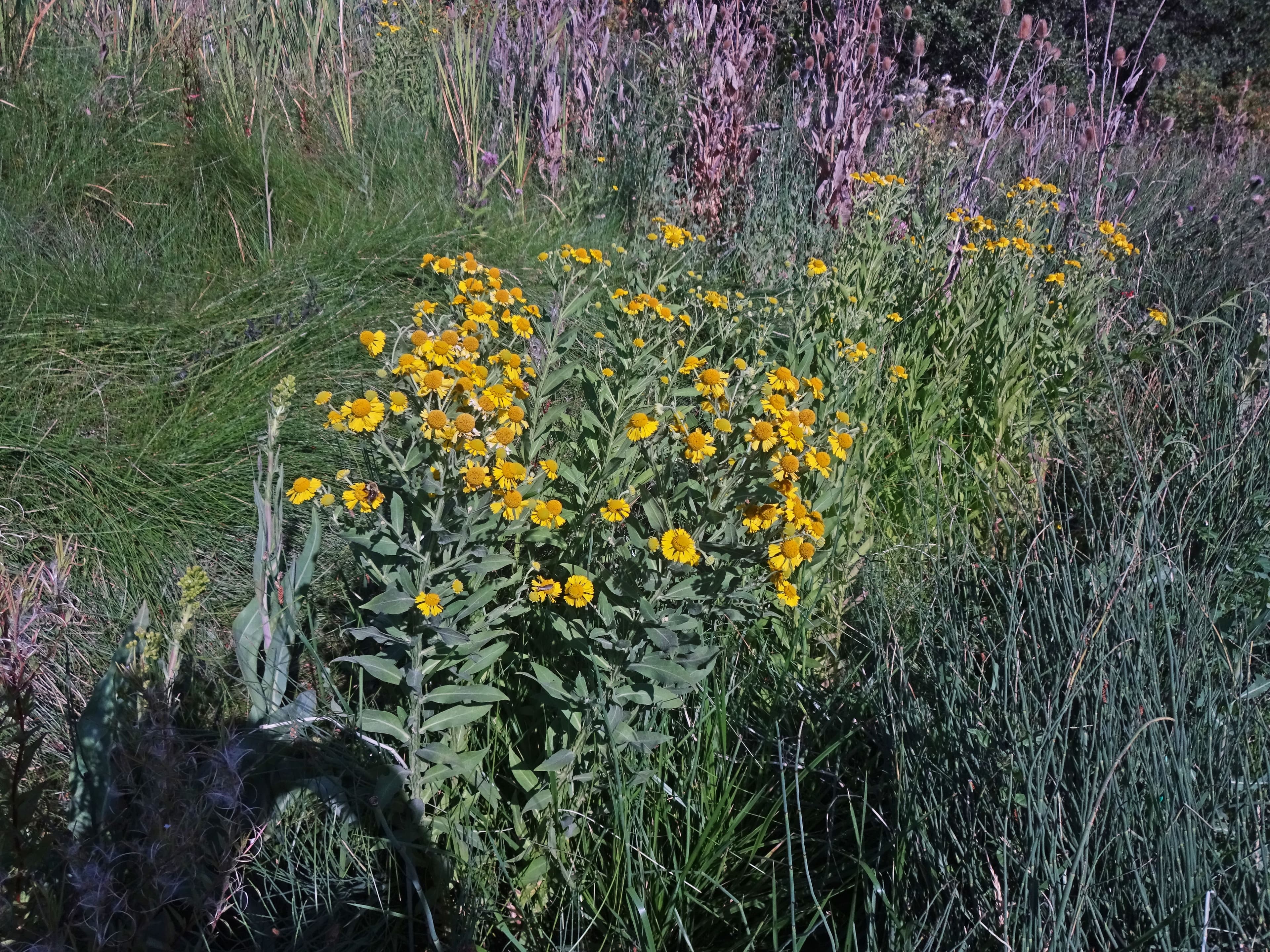 Sneezeweed