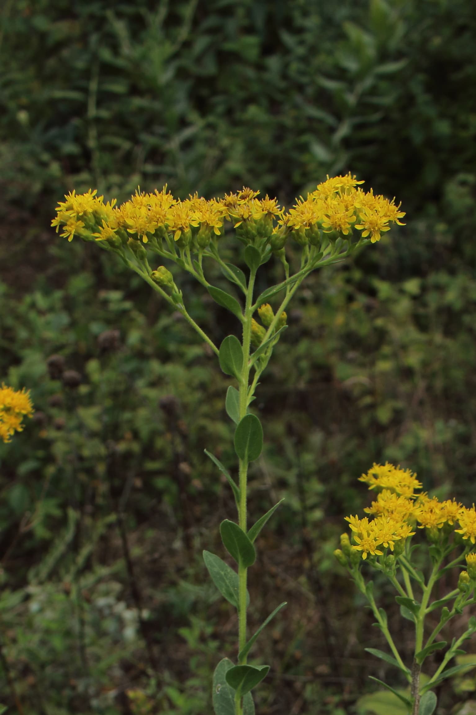 Stiff Goldenrod